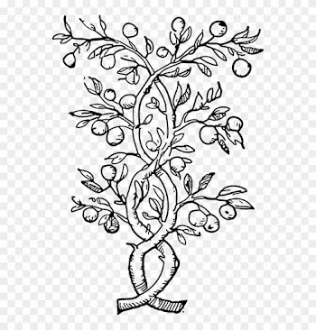 Twisted - Olive Tree Coloring Pages
