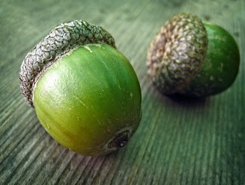 Two Acorns