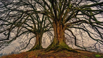 Two Bare Trees
