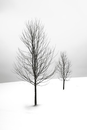 Two Bare Trees