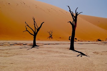 two bare trees on dessert