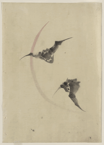 [Two bats flying]. Original from the Library | Free Photo - rawpixel