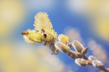 Two Bees on Yellow Flowers
