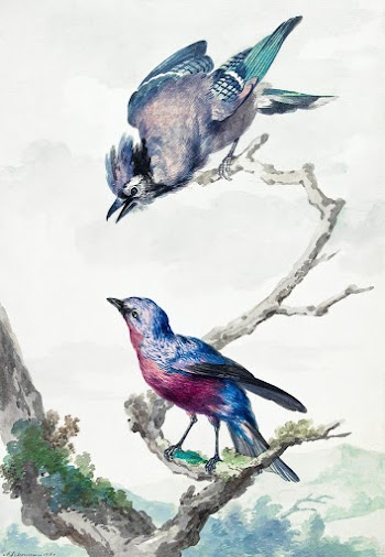 Two birds: a blue jay and a purple-breasted… | Free public domain illustration