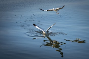 Two Birds Above Body of Water