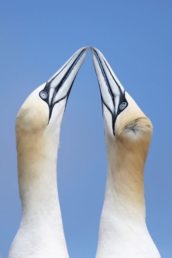 two birds colliding their beaks