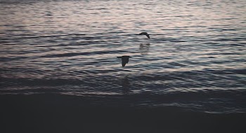 two birds flying above body of water during daytime