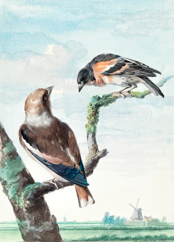 Two birds: hawfinch (1752) painting in high… | Free public domain illustration