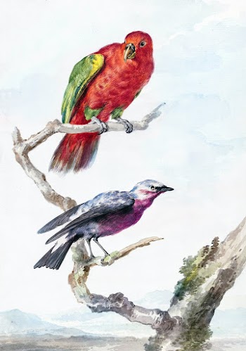 Two birds, including a red-green parrot (ca.… | Free public domain illustration