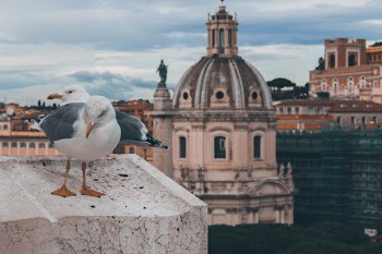 Two Birds Near Dome Building