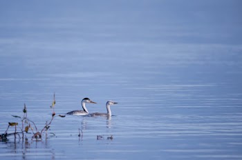 Two Birds on Water
