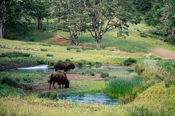 Two Bison Beside River