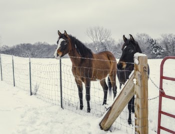 Two Black and Brown Horses