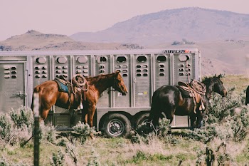 Two Black and Brown Horses