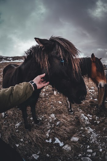 Two Black and Brown Horses in Field