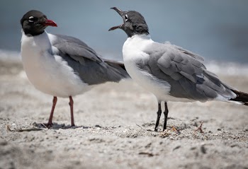 Two Black and White Birds