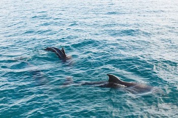 two black dolphins surfacing on turquoise water during daytime