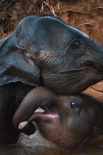 Two Black Elephant in Body of Water