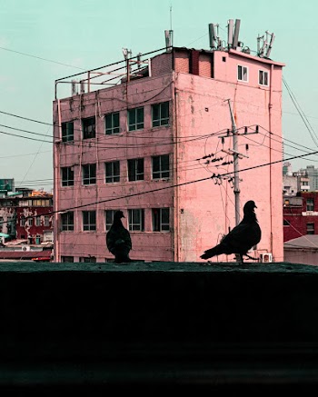 Two Black Pigeons