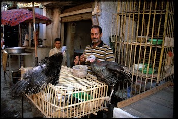 Two Black Turkeys