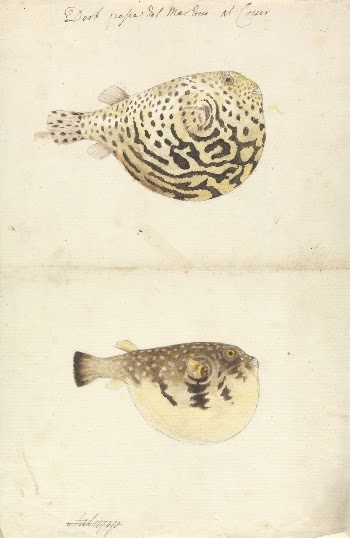 Two Blowfish by Luigi Balugani | Free Photo - rawpixel
