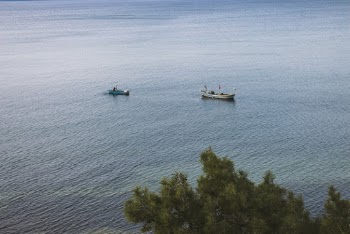 Two Blue and White Boats Near Tree