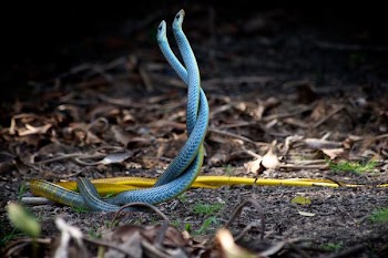 two blue-and-yellow snakes mating near dried leaves