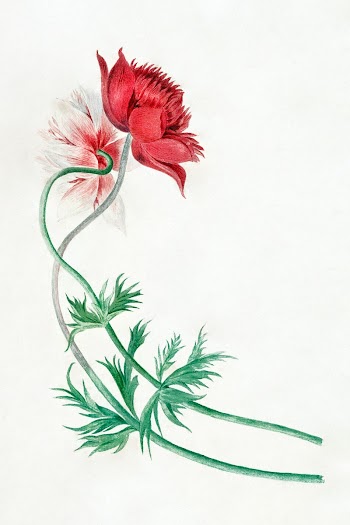 Two branches with a flower (1714&ndash;1760)… | Free public domain illustration