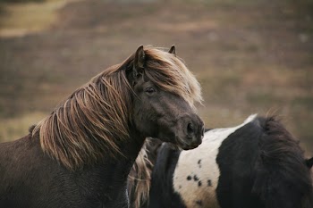 Two Brown and Black-and-white Horses
