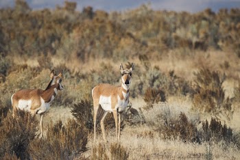 Two Brown-and-white Animals