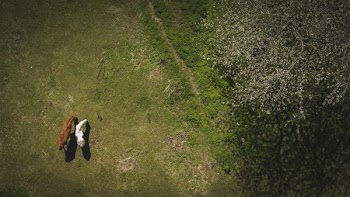 two brown and white animals on green grass near trees