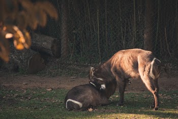 Two Brown Animal on Green Grass