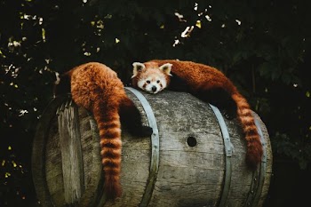 two brown animals lying on brown wooden wine barrel during daytime