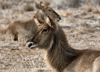 Two Brown Animals on Grass Field