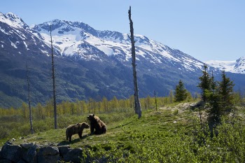 Two Brown Bears on Grass Field