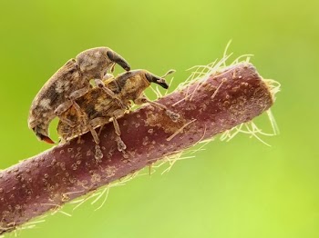 Two Brown Beetles Mating on Brown Stick