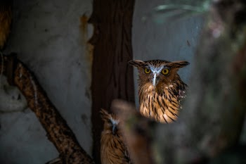 Two Brown Birds