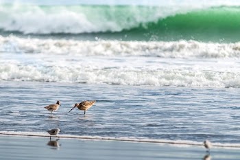 two brown birds standing on body of water during daytime