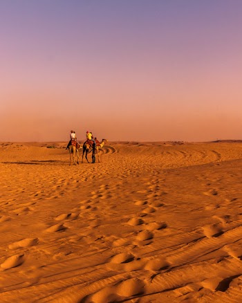 Two Brown Camel on Desert