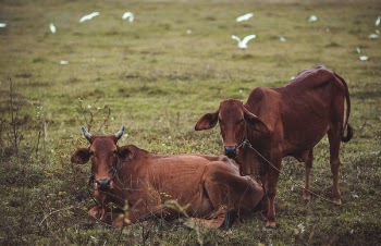 Two Brown Cow on Grass Field
