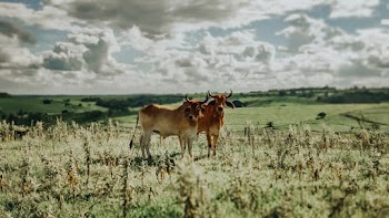 Two Brown Cows on Green Grass Field