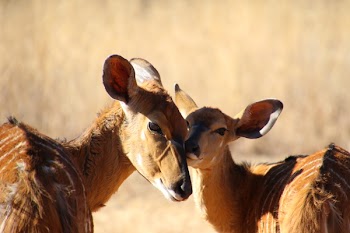 Two Brown Deer