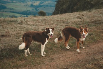 Two Brown Dogs on Field