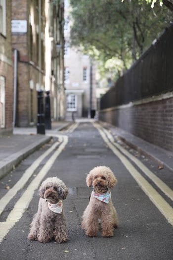 two brown dogs sitting on road