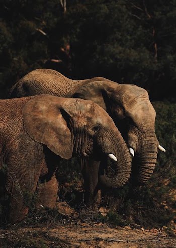 two brown elephants