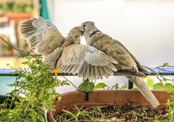 Two Brown Feathered Birds Perched on Black Metal Bar Near Green Plant at Daytime