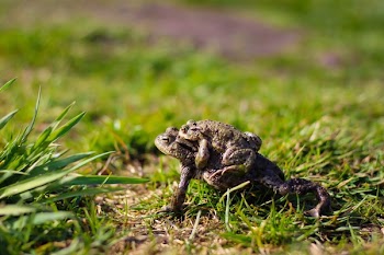 Two Brown Frogs on Grass