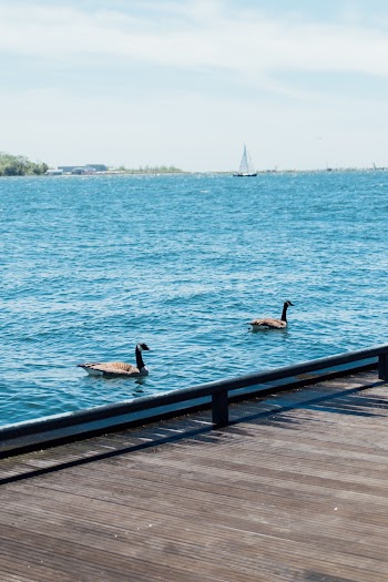 Two Brown geese