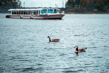 Two Brown Geese on Body of Water