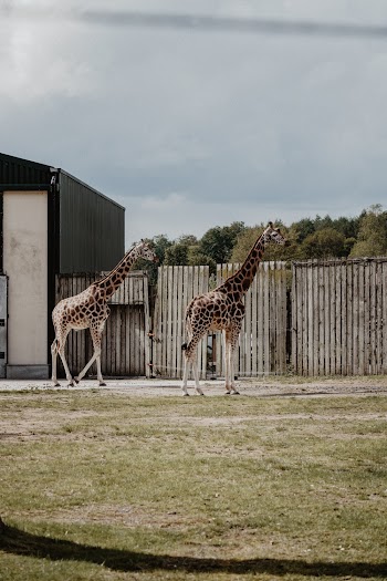 Two Brown Giraffes